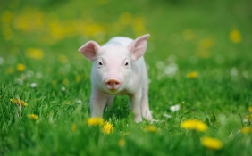 正邦科技重整计划“浮出水面”，将对生猪养殖行业产生影响